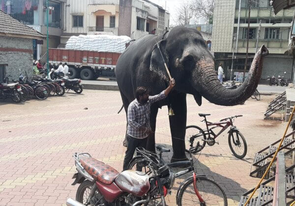 PETA इंडिया की कार्यवाही के बाद, सुप्रीम कोर्ट ने जैन मठ में पीड़ित हथिनी महादेवी को अभयारण्य में भेजने के बंबई हाई कोर्ट के आदेश को मंज़ूरी दी