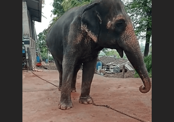 The Full Mahadevi (Madhuri) Story: From Chains to Rescue
