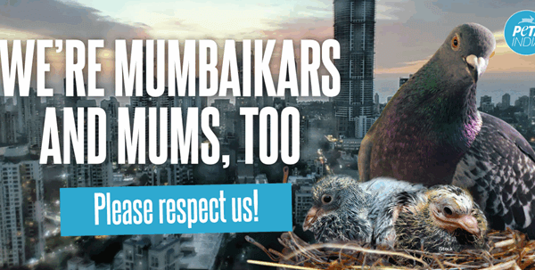 Pigeons Are Mumbaikars—and Mums Too: PETA India’s New Billboard Defends Misunderstood Birds