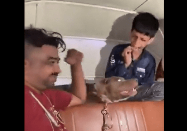मुंबई में पिट बुल को बच्चे पर हमला करने के लिए उकसाए जाने की घटना के बाद PETA इंडिया ने महाराष्ट्र में विदेशी नस्ल के आक्रामक कुत्तों पर प्रतिबंध लगाने की अपनी माँग फिर दोहराई।