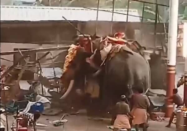 PETA India Offers Gift of Life-Like Mechanical Elephants to Bonalu and Muharram Organisers Over Animal Welfare Concerns & Public Health Risks
