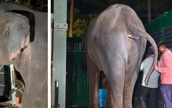 After 33 Years Alone and in Chains, Disturbed Elephant Mahadevi Reaches Her New Sanctuary Home, Following PETA India Action