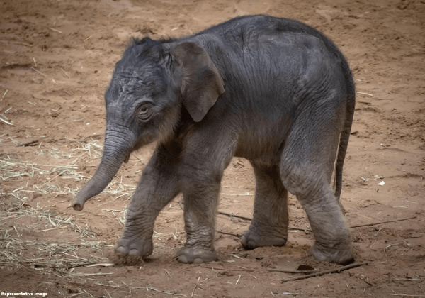 Over 50 Animal Protection Groups Urge Tamil Nadu & Uttarakhand Governments to Halt Transfer of Baby Elephant to Temple