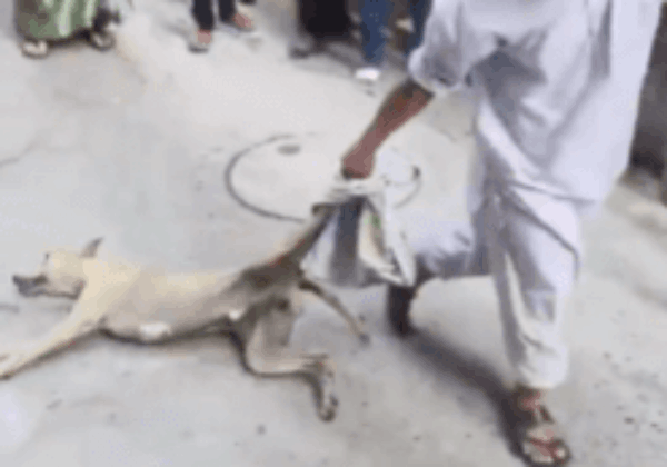 FIR Registered After Dog Beaten to Death in Bulandshahr in Viral Video, Following PETA India Complaint