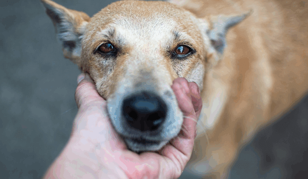 दिल्ली-एनसीआर के सामुदायिक कुत्तों पर सुप्रीम कोर्ट के फैसले पर PETA इंडिया का बयान