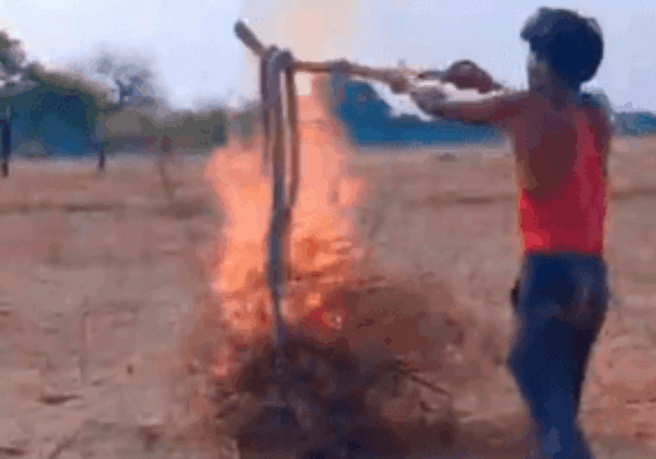 Hamirpur Man Arrested for Killing Two Cobras Following PETA India’s Intervention