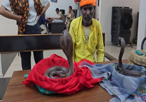 Raipur Forest Division Books Snake Charmers, Seizes Three Snakes, Following PETA India Complaint