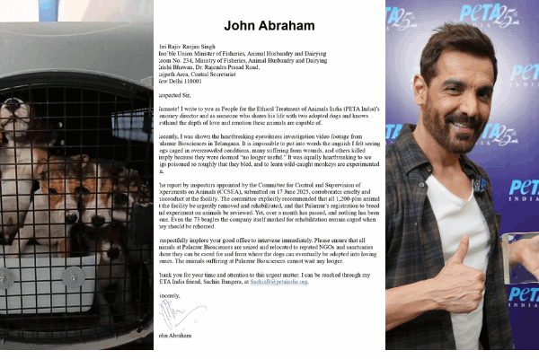 Dog Dad John Abraham Urges Union Cabinet Minister to Urgently Rescue More Than 1200 Beagles and Other Animals from Palamur Biosciences