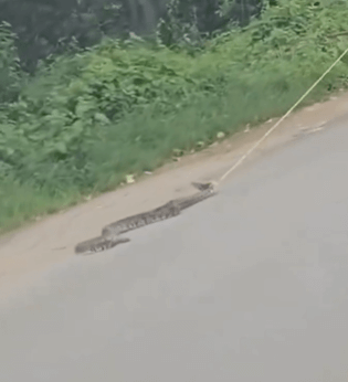 PETA इंडिया की शिकायत पर कांकरे वन मंडल ने अजगर के साथ दुर्व्यवहार करने वाले आरोपी के खिलाफ मामला दर्ज किया