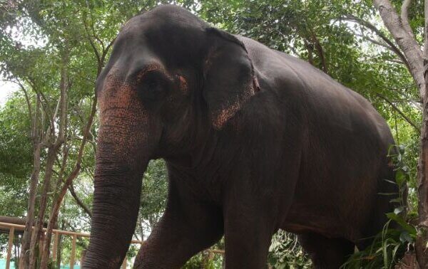 नया अपडेट : हथिनी “माधुरी (महादेवी)” पर PETA इंडिया का बयान