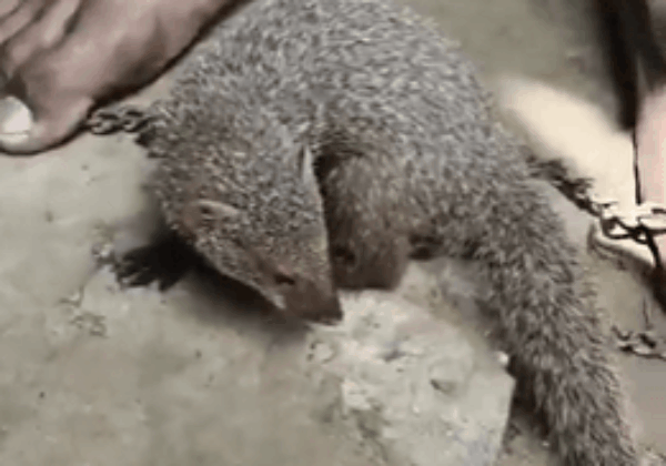 Two Grey Mongoose Rescued from Illegal Confinement in Jehanabad, POR Registered, Following PETA India Complaint