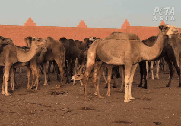 PETA Asia Investigation Reveals Shocking Abuse of Camels for Moroccan Tourism