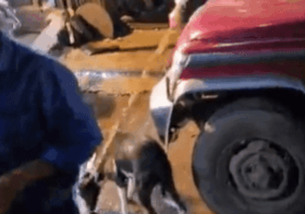 FIR Registered For Attempted Killing of a Dog in Mumbai, Following PETA India Intervention