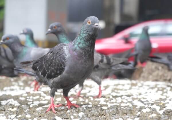Take Action NOW to Save Mumbai’s Pigeons