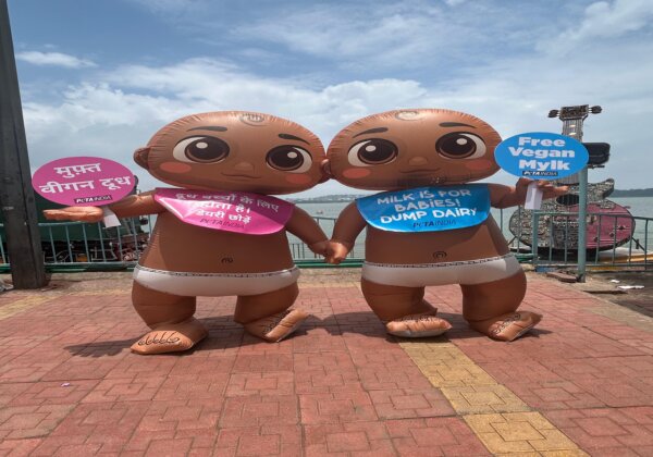 ‘विश्व स्तनपान सप्ताह’ के अवसर पर PETA इंडिया के समर्थक शिशु पोशाक पहनकर जनता से डेयरी का त्याग करने की अपील की
