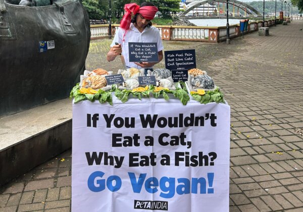 ‘Cat Monger’ Serves Up ‘Kitten Meat’ in Goa, Ahead of International Cat Day
