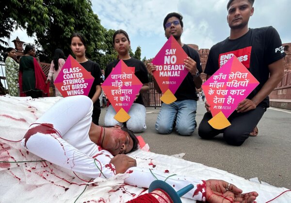 ‘Injured Bird’ on a Giant Kite Appeal to Agra Residents to Consider Birds Ahead of Independence Day