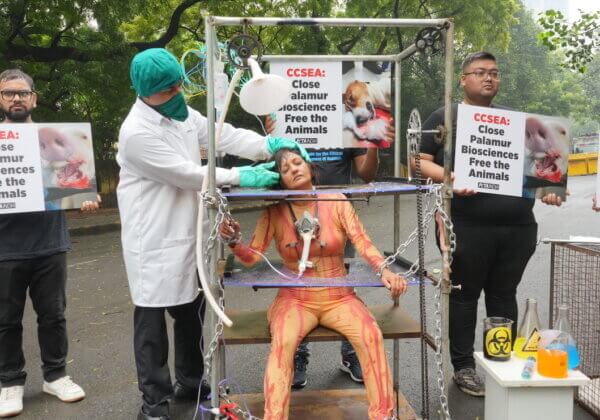 PETA India Director Experimented On in Demand for Rescue of 1200+ Beagles and Other Animals Imprisoned and Poisoned at Palamur Biosciences
