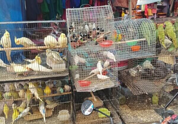 PETA इंडिया की शिकायत के बाद, गया वन मंडल ने चौदह तोतों को बचाया