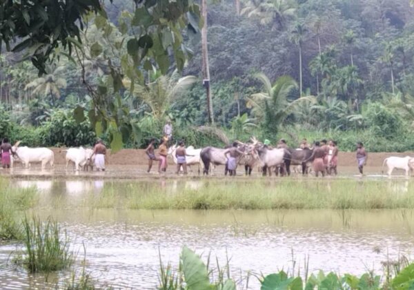 पलक्कल, तिरुवनंतपुरम ग्रामीण क्षेत्र में अवैध बैल-दौड़ आयोजन पर PETA इंडिया की शिकायत के बाद 20 लोगों पर मामला दर्ज