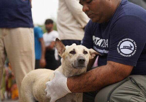 PETA इंडिया द्वारा दिल्ली राष्ट्रीय राजधानी क्षेत्र (एनसीआर) में बाढ़ से दर्जनों पशु को बचाया गया।