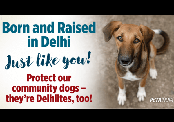 कुत्ते ‘आवारा’ नहीं, दिल्लीवाले हैं — PETA इंडिया का नया बिलबोर्ड अभियान नागरिकों को याद दिलाता है कि यह शहर उनका भी है