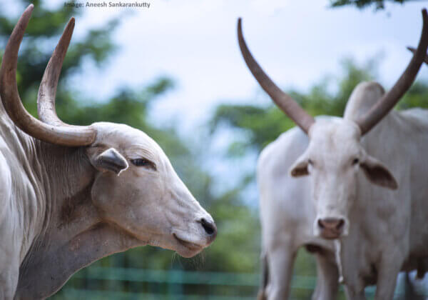Stop the Abuse of Bulls: Unilever Must Switch to Ethical Sugar Manufacturing