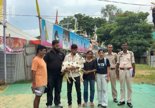 Guwahati: White Doves and Goat Rescued From North East Sun Circus Following PETA India Complaint