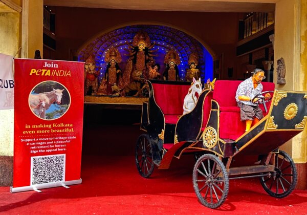 Happy Horses as Passengers in a Motorised Carriage: PETA India’s Unique Pujo Installation Inspires Kindness to All of God’s Creation