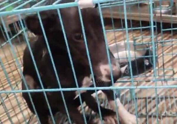 Kota: FIR Registered for Acid Attack on Female Community Dog, Following PETA India Intervention