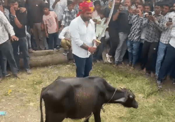 PETA इंडिया के हस्तक्षेप के बाद राजस्थान में पशु बलि पर कड़ी कार्रवाई