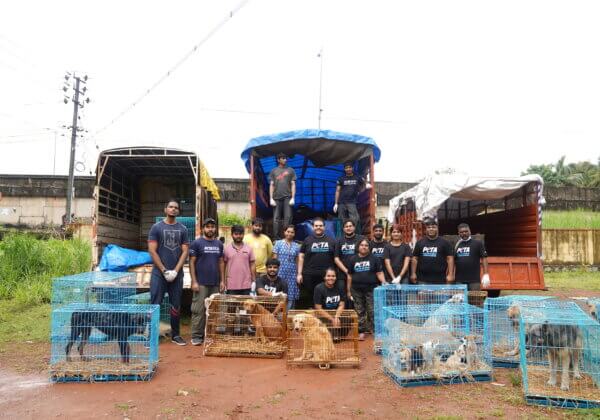 Udupi: Nearly 100 More Animals Rescued From Illegal Hoarding Hellhole Following Efforts by PETA India