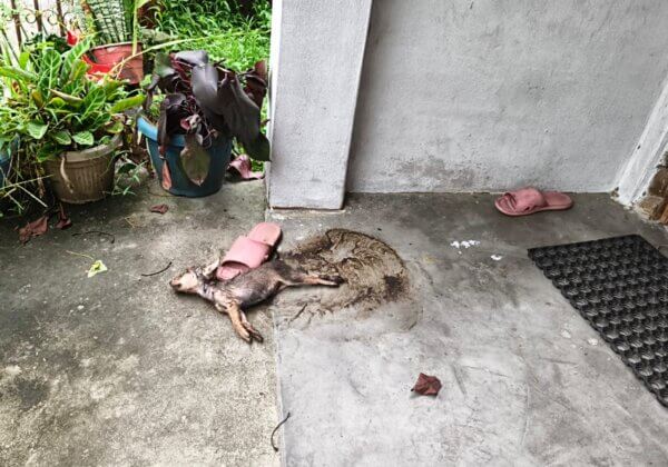 Darjeeling: Following PETA India Intervention, FIR Registered for Puppy Beaten and Stamped to Death