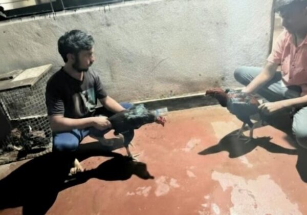 Sindhudurg: Illegal Cockfight Prevented and FIR Registered, Following PETA India Complaint