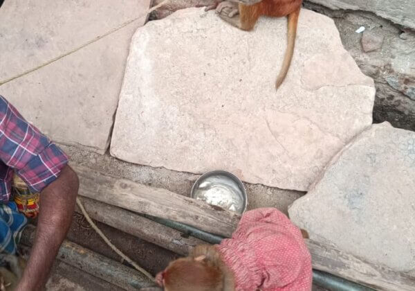 आगरा: PETA इंडिया की शिकायत के बाद वन विभाग ने प्रदर्शन के लिए इस्तेमाल किए जा रहे भारतीय प्रजाति के तीन नवजात बंदरों को बचाया
