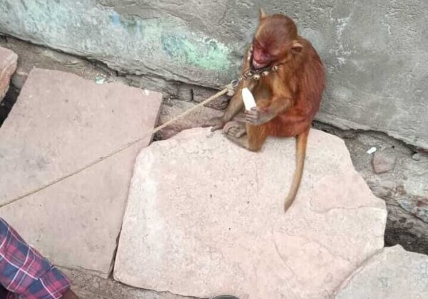Agra: Three Infant Rhesus Macaques Used for Performances Rescued by Forest Division, Following PETA India Complaint
