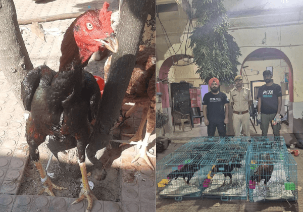Khairthal-Tijara: Seventeen Booked for Illegal Cockfighting Following PETA India Complaint