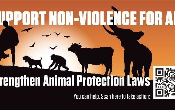 ‘Support Non-Violence for All’: PETA India Erects Dandi March-Inspired Animal Protection Plea Ahead of Gandhi Jayanti