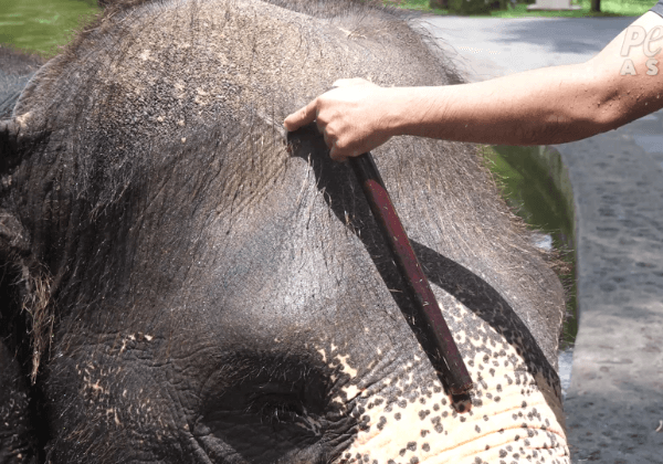 PETA India Exposes Shocking Abuse at Bali Elephant Facilities