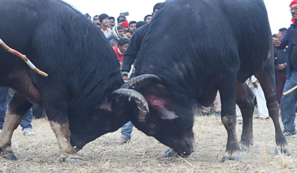 Urgent: Save Buffaloes From Cruel Fights in Assam