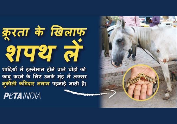 क्रूरता का विरोध करने की शपथ लें’: PETA इंडिया का बिलबोर्ड अभियान शादियों में घोड़ों का इस्तेमाल न करने की अपील करता है