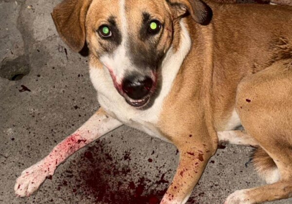बेंगलुरु: PETA इंडिया के हस्तक्षेप के बाद सामुदायिक कुत्ते की पिटाई मामले में FIR दर्ज
