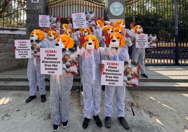 उनके हाथ खून से सने हैं: PETA इंडिया के बीगल्स ने पालामूर बायोसायंसेस में बंद 1,200 से ज़्यादा कुत्तों और अन्य पशुओं को तुरंत बचाने के लिए पुकार लगाई