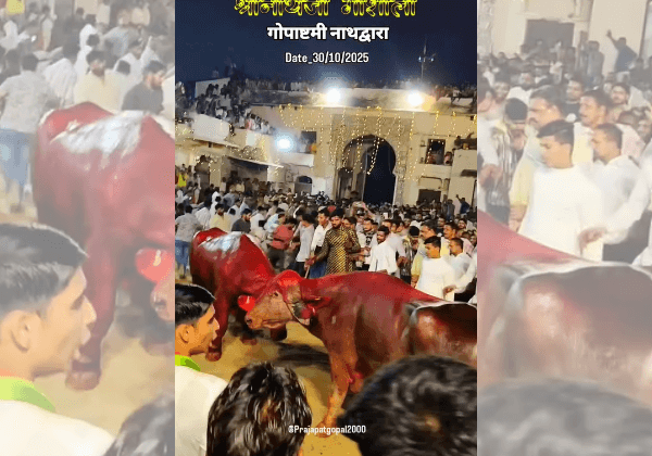 राजसमंद: PETA इंडिया के हस्तक्षेप के बाद, भैंसों की अवैध लड़ाई रोकी गई