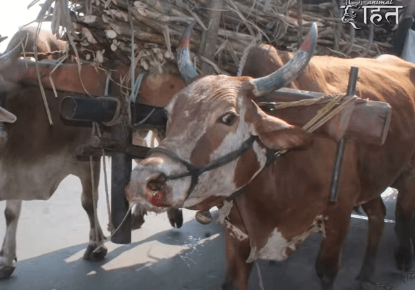 This is NOT Sweet: Bulls Abused for Pepsi Branded Drinks