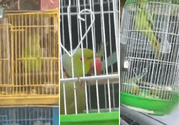 PETA इंडिया की शिकायत के बाद गुरुग्राम वन विभाग ने तोतों की अवैध बिक्री के मामले में एक व्यक्ति के खिलाफ मामला दर्ज किया और पक्षियों को बचाया