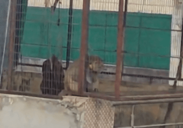 PETA इंडिया की शिकायत के बाद दिल्ली वन विभाग ने कैद किए गए भारतीय प्रजाति के बंदर को बचाया