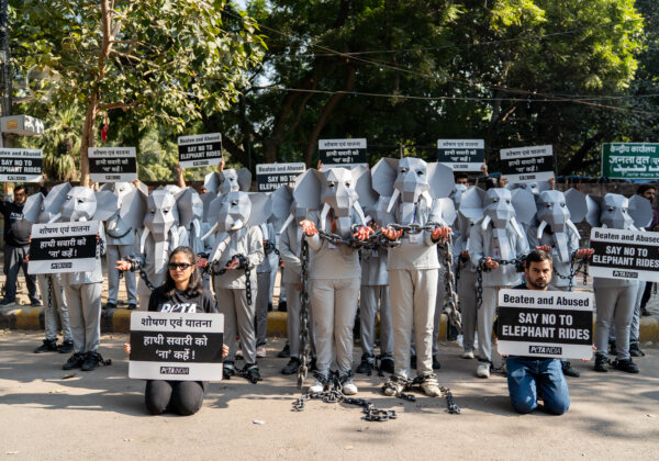 जंजीरों में जकड़े हुए दर्जनों शोषित ‘हाथियों’ ने PETA इंडिया और गोशार्पनर के साथ मिलकर पशु अधिकार दिवस से पहले हाथी की सवारी समाप्त करने की अपील की