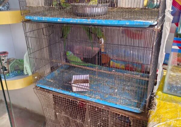 PETA इंडिया की शिकायत के बाद बलिया वन प्रभाग द्वारा पालतू पशुओं की बिक्री करने वाली दुकान से चार तोते जब्त किए।