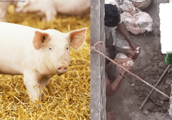 PETA इंडिया के हस्तक्षेप के बाद सूअर के बच्चे को ज़िंदा दफ़न कर बलि देने के मामले में FIR दर्ज।